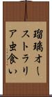 瑠璃オーストラリア虫食い Scroll