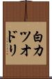 白カツオドリ Scroll