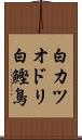 白カツオドリ Scroll
