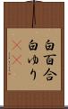 白百合 Scroll