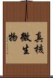 真核微生物 Scroll
