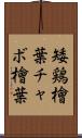 矮鶏檜葉 Scroll