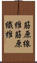 筋原線維 Scroll