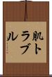 肌トラブル Scroll
