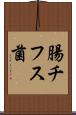 腸チフス菌 Scroll