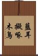 藍耳擬啄木鳥 Scroll
