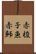 赤梭子魚 Scroll