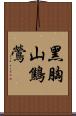 黑胸山鷦鶯 Scroll