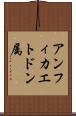 アンフィカエトドン属 Scroll