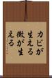 カビが生える Scroll