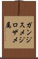 ガンジスメジロザメ属 Scroll
