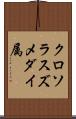 クロソラスズメダイ属 Scroll