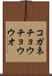 コガネチョウチョウウオ Scroll