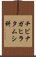 チビナガヒラタムシ科 Scroll