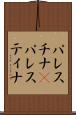パレスチナ(P) Scroll