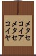 メタセコイア Scroll