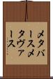 メタバース Scroll