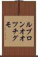 ルブロンオオツチグモ Scroll