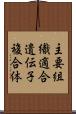 主要組織適合遺伝子複合体 Scroll