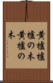 黄櫨 Scroll