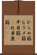 ひらめ筋 Scroll