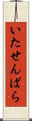 いたせんぱら Scroll