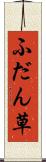 ふだん草 Scroll