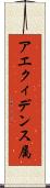 アエクィデンス属 Scroll
