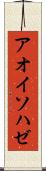 アオイソハゼ Scroll