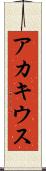 アカキウス Scroll
