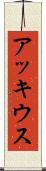 アッキウス Scroll