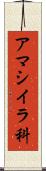 アマシイラ科 Scroll