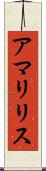 アマリリス Scroll