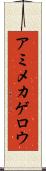 アミメカゲロウ Scroll