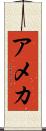 アメカ Scroll