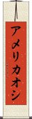 アメリカオシ Scroll