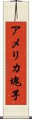 アメリカ塊芋 Scroll