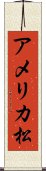 アメリカ松 Scroll