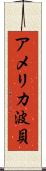 アメリカ波貝 Scroll