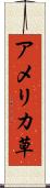 アメリカ草 Scroll