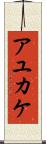 アユカケ Scroll