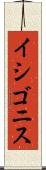 イシゴニス Scroll