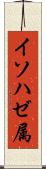 イソハゼ属 Scroll