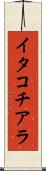 イタコチアラ Scroll