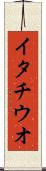 イタチウオ Scroll