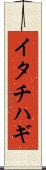イタチハギ Scroll