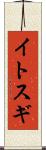 イトスギ Scroll