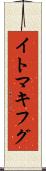 イトマキフグ Scroll