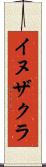 イヌザクラ Scroll