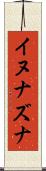 イヌナズナ Scroll